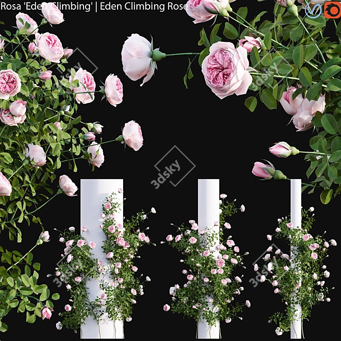 Archived 3D Models - Rose Climbing 3D model image 1