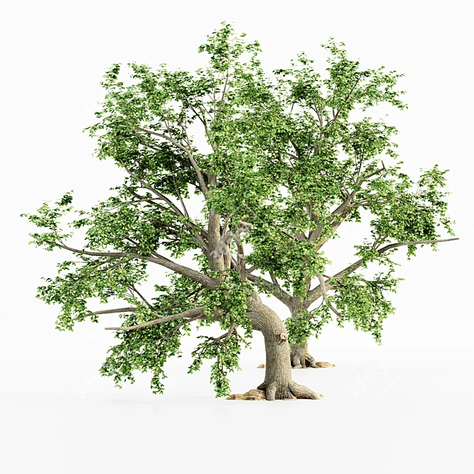 Leafy Assortment: 5 Broadleaf Trees 3D model image 2