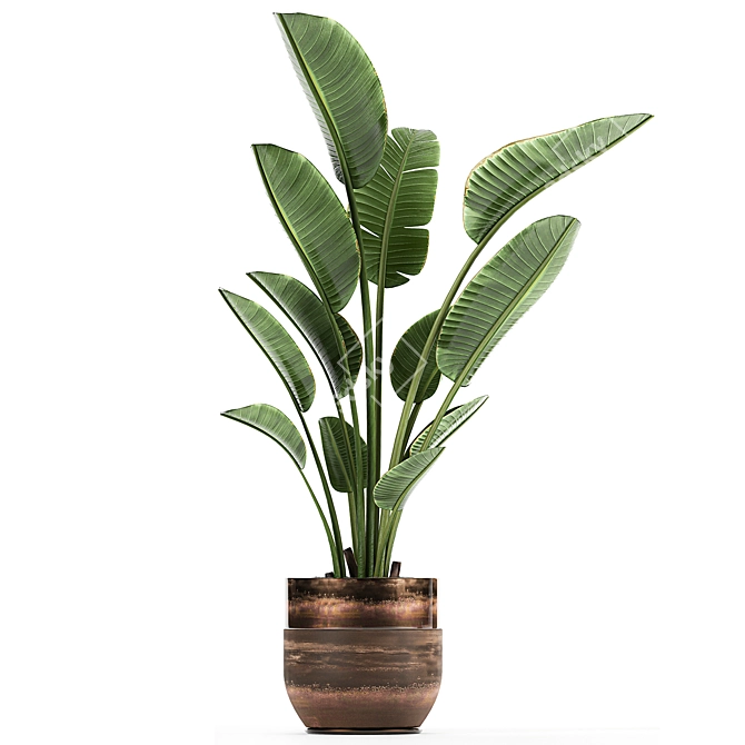 Title: Exotic Banana Palm - Plant Collection! 3D model image 2