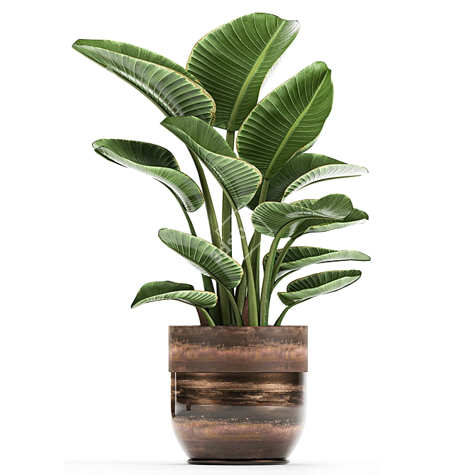 Title: Exotic Banana Palm - Plant Collection! 3D model image 4