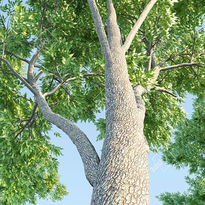 Natural Ash Tree Woodcraft 3D model image 2
