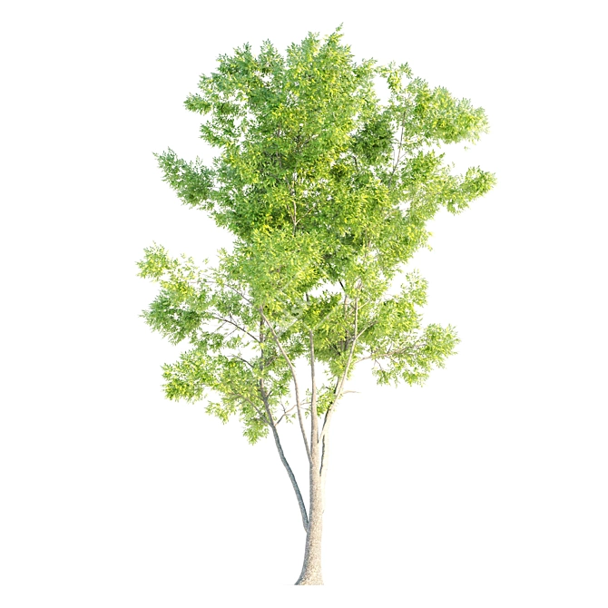 Natural Ash Tree Woodcraft 3D model image 3