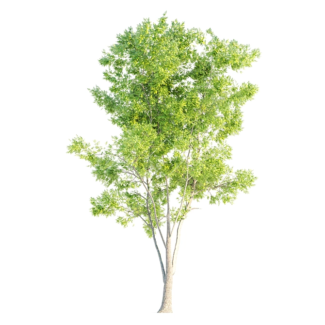 Natural Ash Tree Woodcraft 3D model image 6