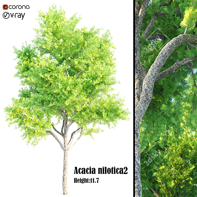 Exquisite Acacia Nilotica Wood 3D model image 1