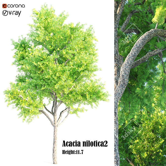 Exquisite Acacia Nilotica Wood 3D model image 4