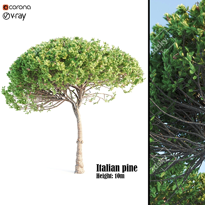 Italian Pine Wood: Exquisite Craftsmanship 3D model image 1