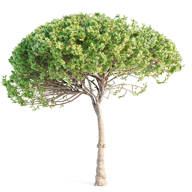 Italian Pine Wood: Exquisite Craftsmanship 3D model image 3