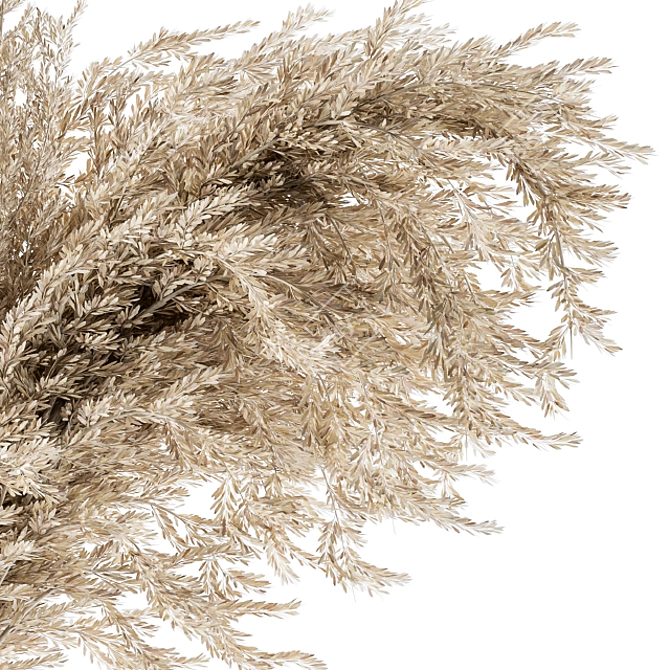 Natural Dried Pampas Grass 3D model image 3