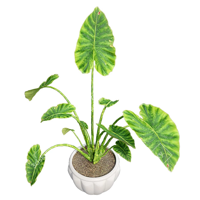 Luscious Elephant Ear Pot 3D model image 2