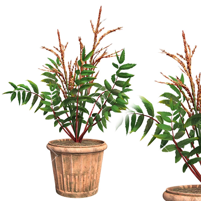 Elegant False Spirea in Pot 3D model image 1