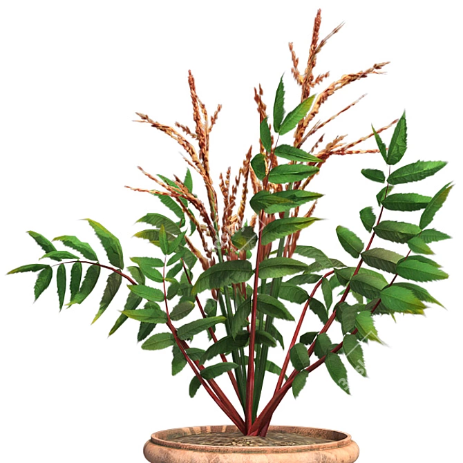 Elegant False Spirea in Pot 3D model image 4