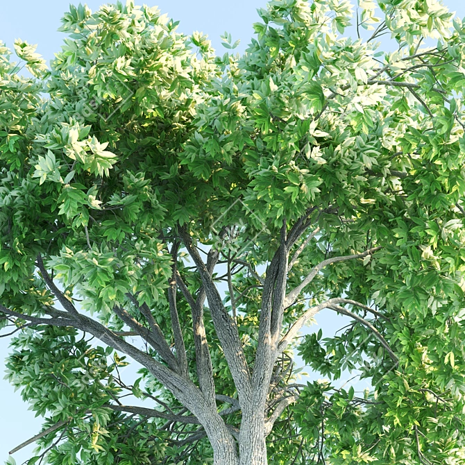 Ethereal Elm Tree: Stunning Polygon Art 3D model image 3