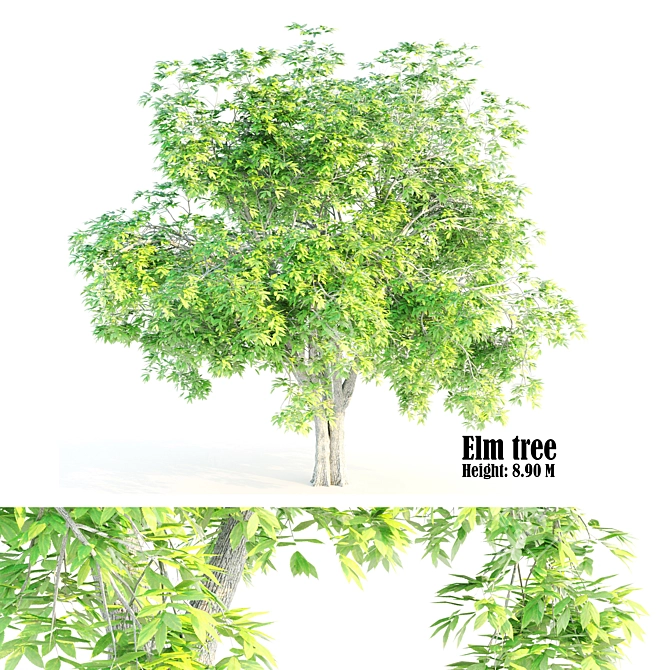 Ethereal Elm Tree: Stunning Polygon Art 3D model image 5