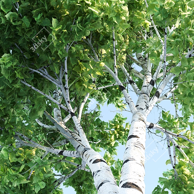 Polygons: 457,826 - Birch Tree
457,826 Polygons - Birch Tree
Birch Tree with 457 3D model image 2