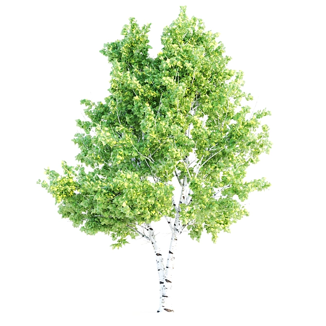 Polygons: 457,826 - Birch Tree
457,826 Polygons - Birch Tree
Birch Tree with 457 3D model image 7