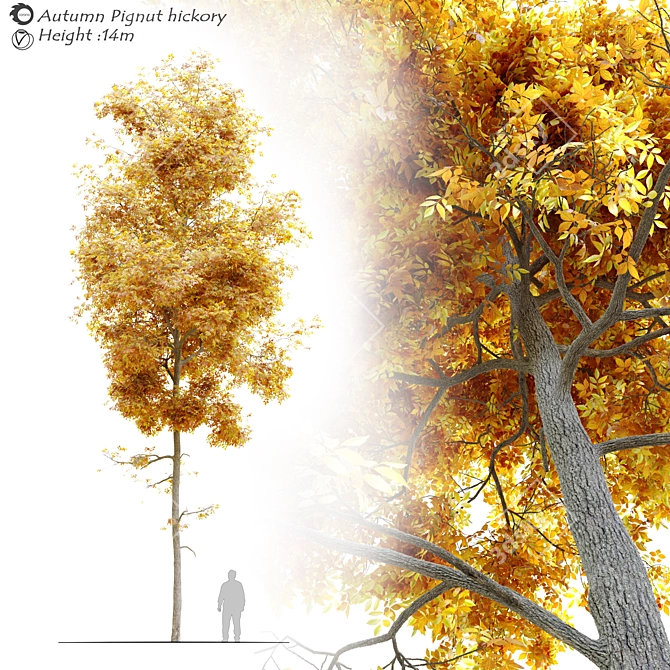Autumn Splendor Pignut Hickory 3D model image 1