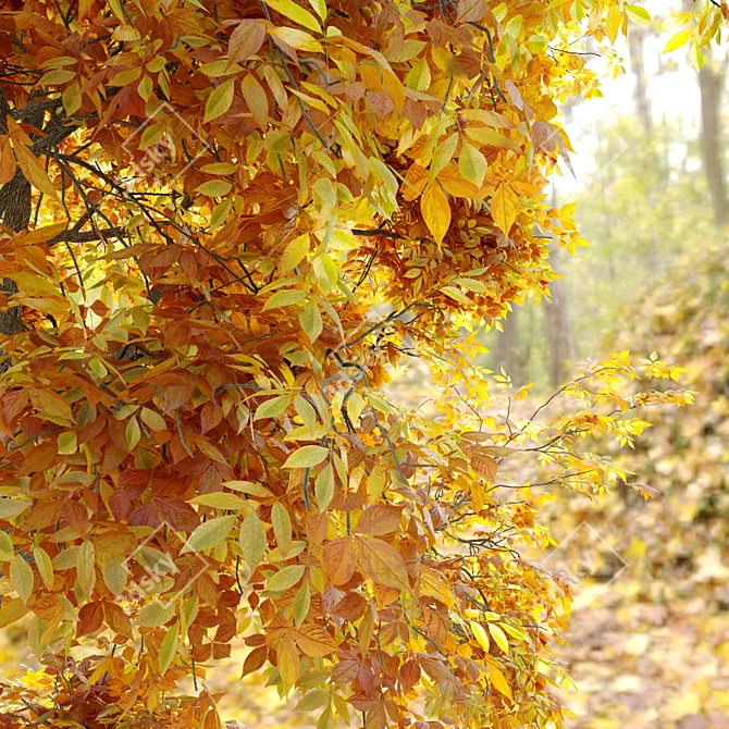 Autumn Splendor Pignut Hickory 3D model image 2