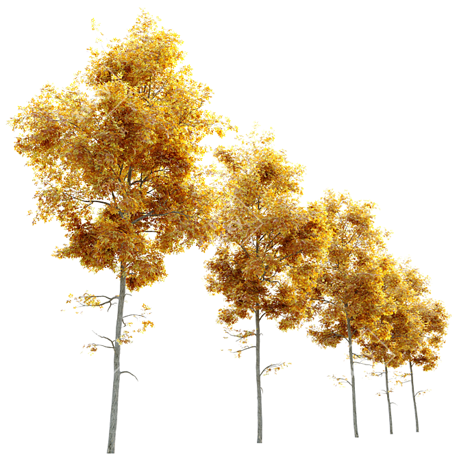 Autumn Splendor Pignut Hickory 3D model image 3