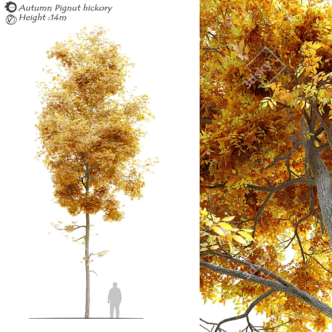 Autumn Splendor Pignut Hickory 3D model image 4