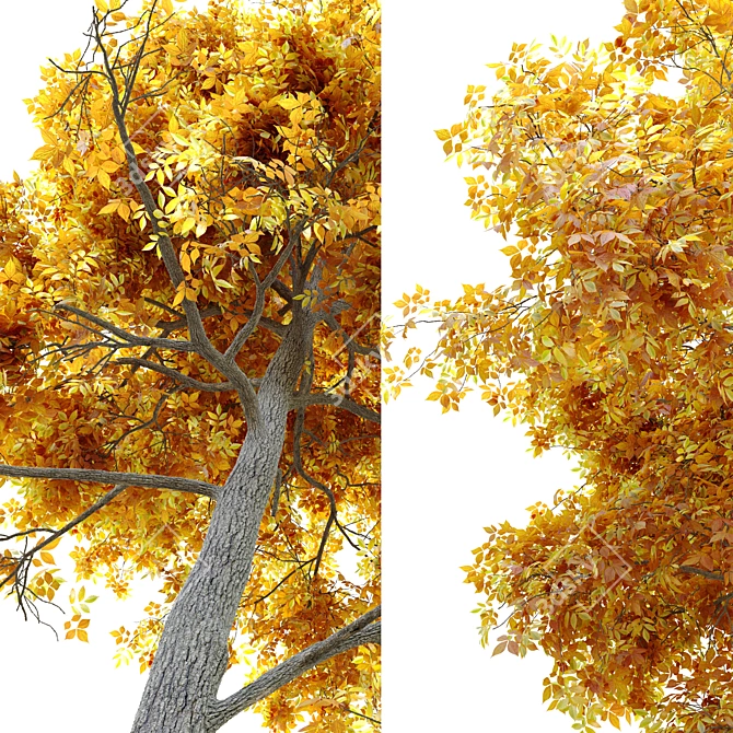 Autumn Splendor Pignut Hickory 3D model image 5