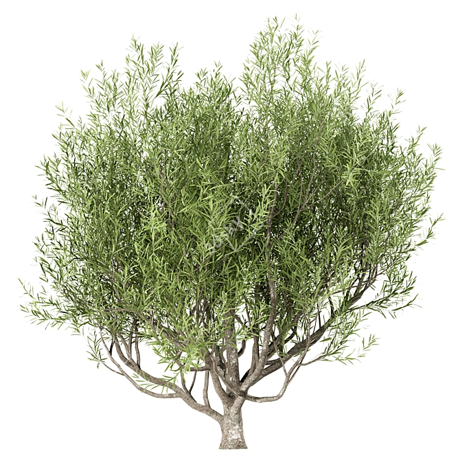 Mediterranean Beauty: Set of 3 Olive Trees 3D model image 1