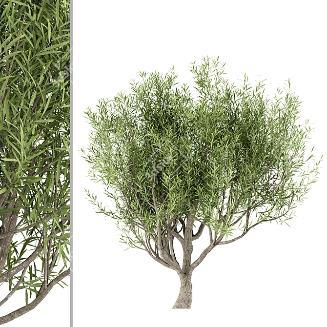 Mediterranean Beauty: Set of 3 Olive Trees 3D model image 2