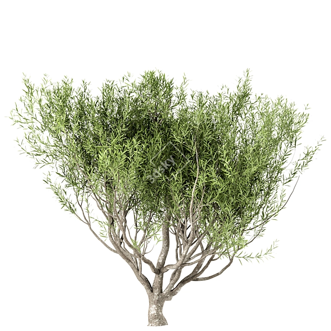Mediterranean Beauty: Set of 3 Olive Trees 3D model image 3