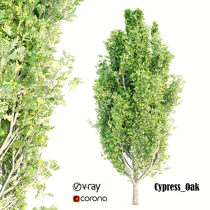 Cypress Oak Polygon Puzzle 3D model image 1