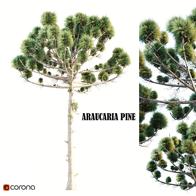 Natural Araucaria Pine Wood: Authentic, Durable 3D model image 1