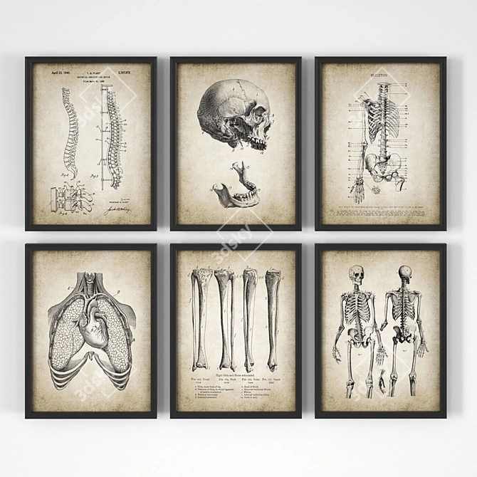 Vintage Anatomy Posters - Set of 18 3D model image 3