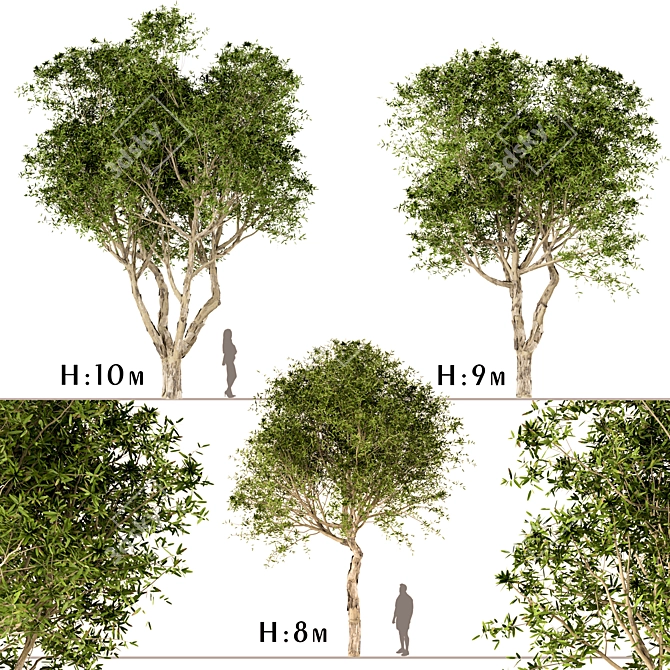 Title: Broad-Leaved Paperbark Trees (Set of 3) 3D model image 1