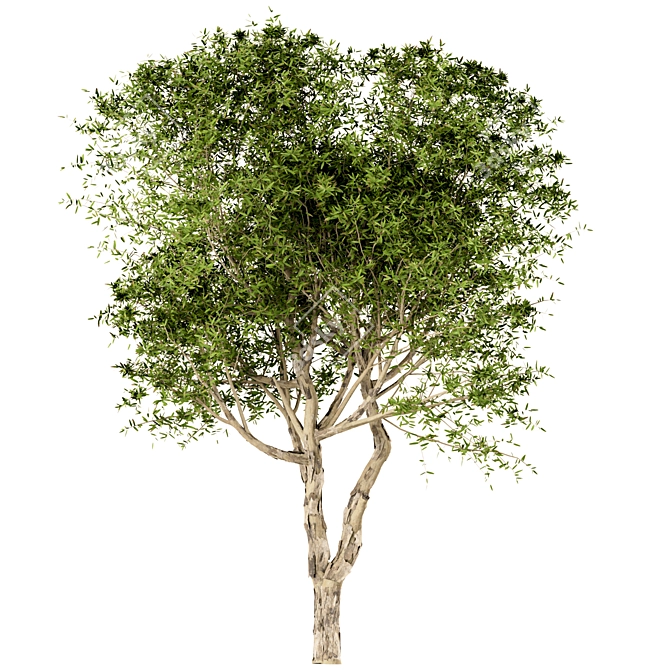 Title: Broad-Leaved Paperbark Trees (Set of 3) 3D model image 3