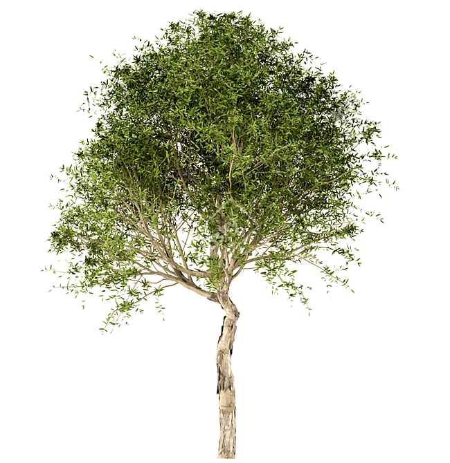 Title: Broad-Leaved Paperbark Trees (Set of 3) 3D model image 6