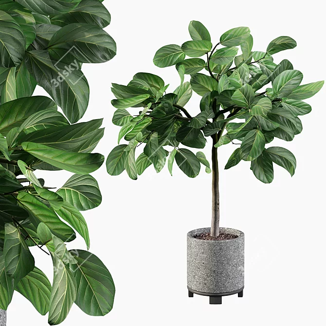 Elegant Ficus Benghalensis: 3D Plant Collection 3D model image 1