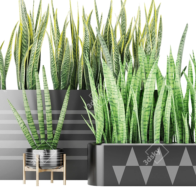 Premium Quality Sansevieria 4 3D model image 2