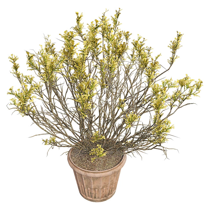 Springtime Blooming Broom with Pot 3D model image 2