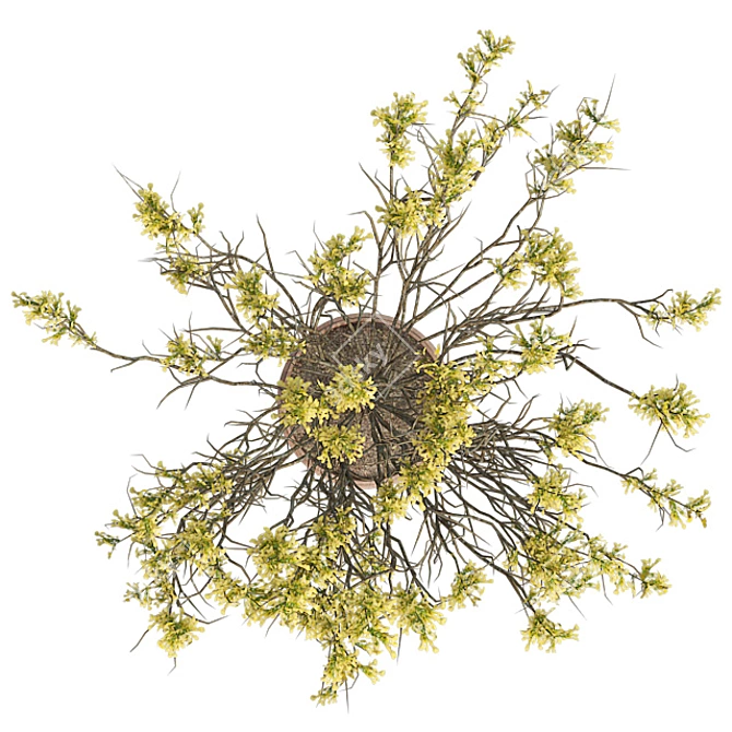 Springtime Blooming Broom with Pot 3D model image 3