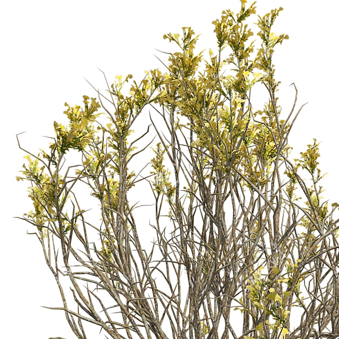 Springtime Blooming Broom with Pot 3D model image 4