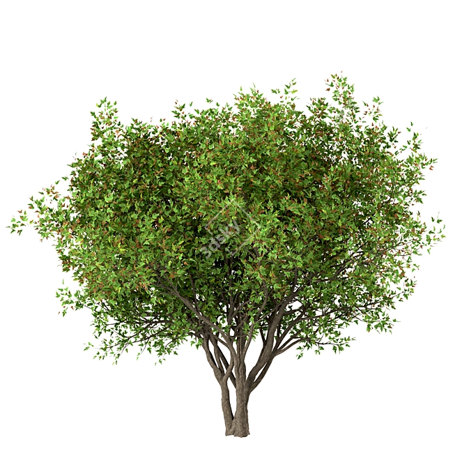 Amur Maple Tree Set (4 Trees) 3D model image 1