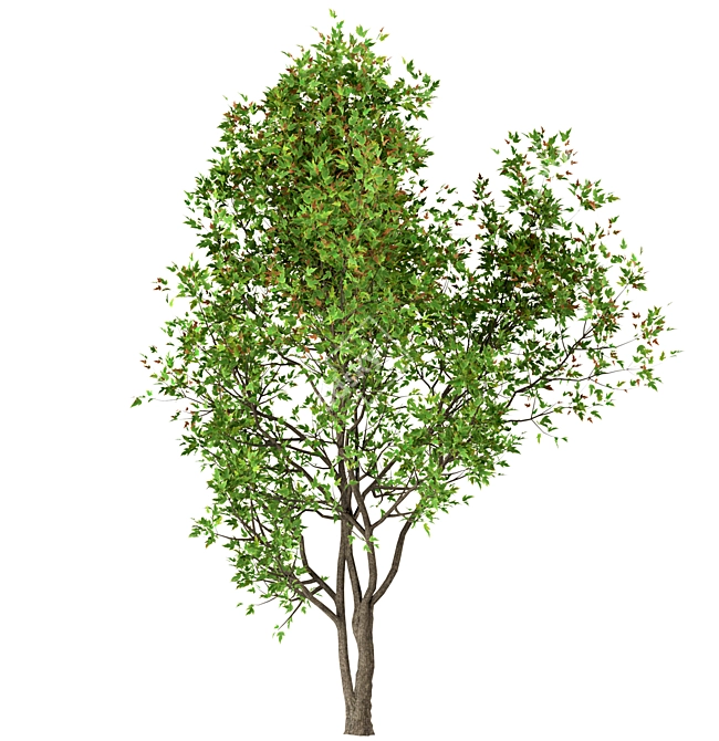 Amur Maple Tree Set (4 Trees) 3D model image 4