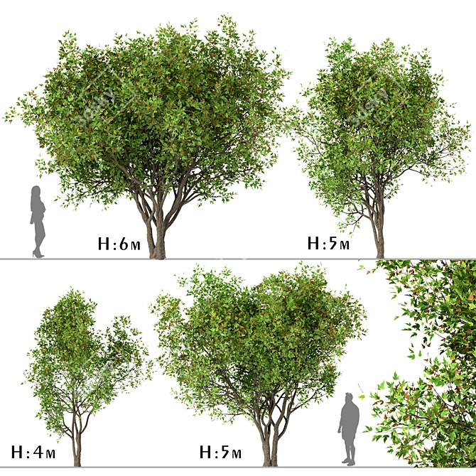 Amur Maple Tree Set (4 Trees) 3D model image 5