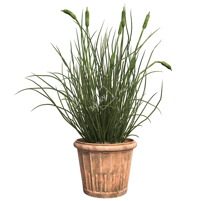  Realistic Cattail Plant with Pot 3D model image 1