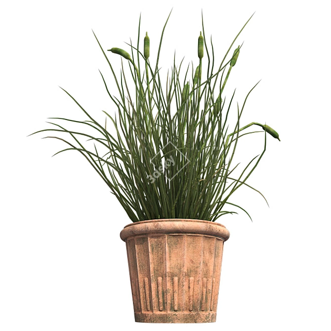  Realistic Cattail Plant with Pot 3D model image 2