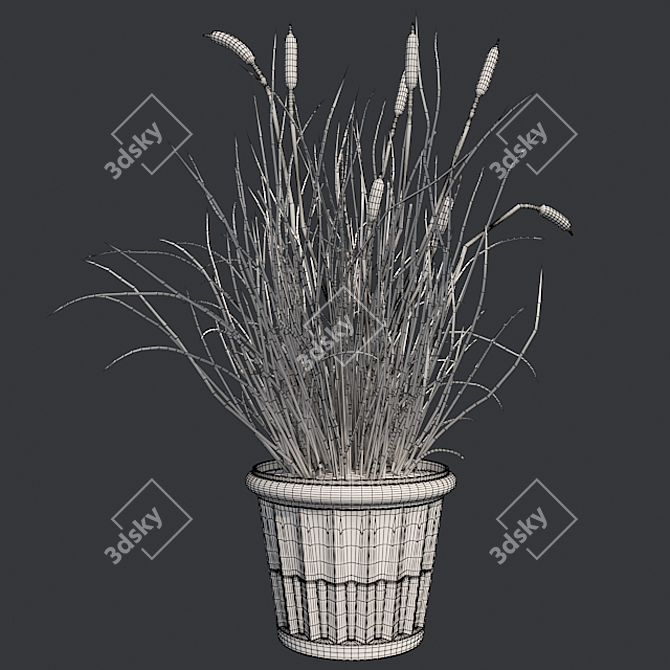  Realistic Cattail Plant with Pot 3D model image 5