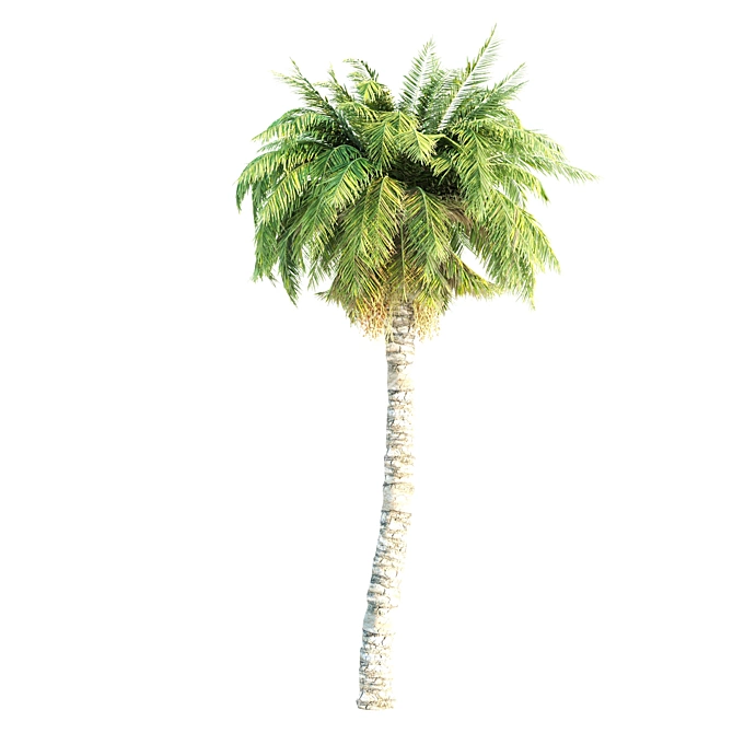 Tall Triple Palm Set 3D model image 3