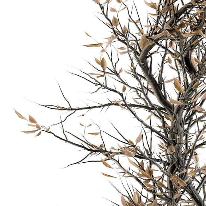 Natural Beauty: Indoor Dried Plant Set 3D model image 3