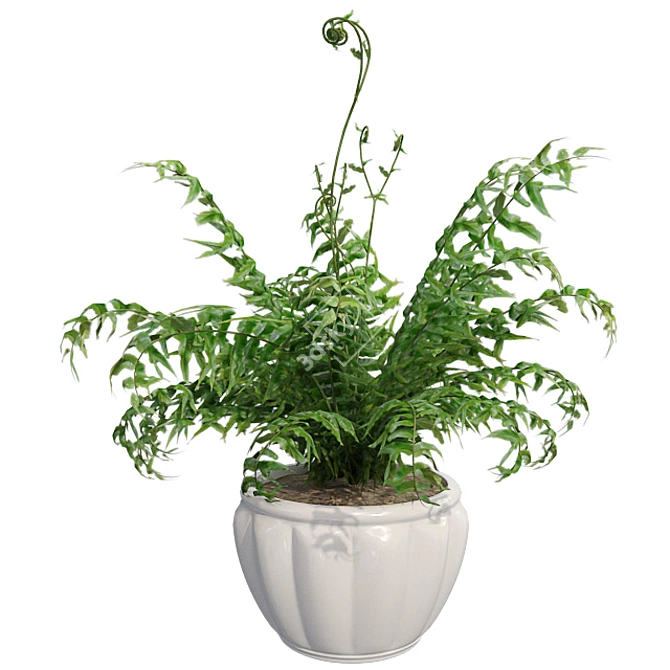 Lush Western Sword Fern in Pot 3D model image 1