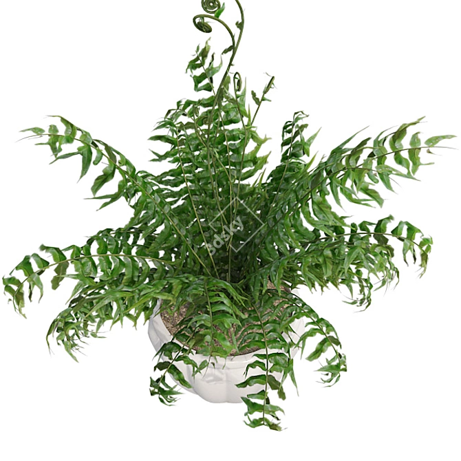 Lush Western Sword Fern in Pot 3D model image 2