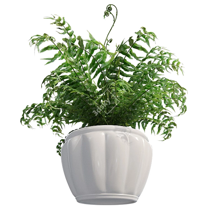 Lush Western Sword Fern in Pot 3D model image 3