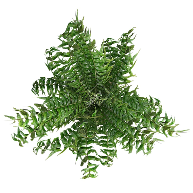 Lush Western Sword Fern in Pot 3D model image 4